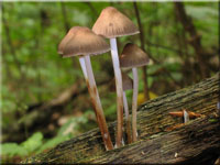 Buntstieliger Helmling - Mycena inclinata