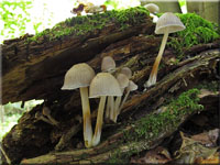 Buntstieliger Helmling - Mycena inclinata