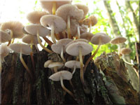 Buntstieliger Helmling - Mycena inclinata