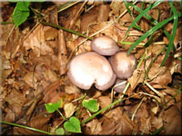 Schwarzgezhnelter Rettich-Helmling - Mycena pelianthina 
