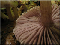 Schwarzgezhnelter Rettich-Helmling - Mycena pelianthina 
