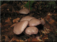 Schwarzgezhnelter Rettich-Helmling - Mycena pelianthina 