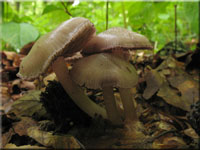 Schwarzgezähnelter Rettich-Helmling - Mycena pelianthina 