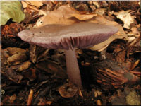 Schwarzgezhnelter Rettich-Helmling - Mycena pelianthina 