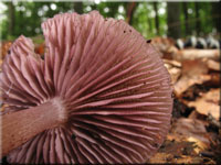 Schwarzgezhnelter Rettich-Helmling - Mycena pelianthina 