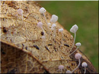 Winziger Eichenblatt-Helmling - Mycena polyadelpha