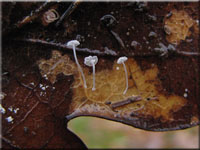 Winziger Eichenblatt-Helmling - Mycena polyadelpha