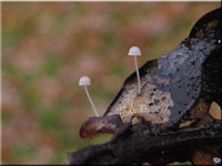 Winziger Eichenblatt-Helmling - Mycena polyadelpha