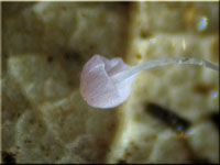 Winziger Eichenblatt-Helmling - Mycena polyadelpha