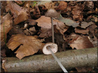 Rillstieliger Helmling - Mycena polygramma