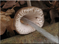 Rillstieliger Helmling - Mycena polygramma