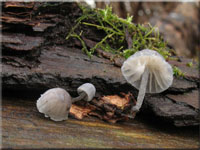Falscher Rinden-Helmling - Mycena pseudocorticola