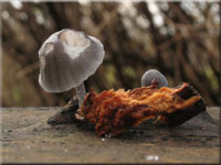 Falscher Rinden-Helmling - Mycena pseudocorticola