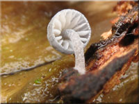 Falscher Rinden-Helmling - Mycena pseudocorticola