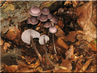 Gemeiner Rettich-Helmling - Mycena pura