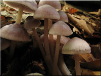 Gemeiner Rettich-Helmling - Mycena pura