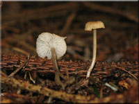 Kleiner Schleimfu-Helmling - Mycena rorida 