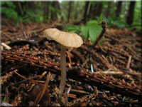 Kleiner Schleimfuß-Helmling - Mycena rorida 