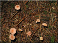 Rosaschneidiger Helmling - Mycena rosella