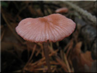 Rosaschneidiger Helmling - Mycena rosella