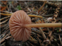 Rosaschneidiger Helmling - Mycena rosella