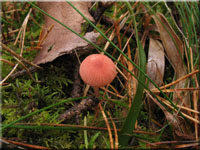 Rosaschneidiger Helmling - Mycena rosella