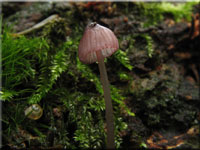 Rotschneidiger Helmling - Mycena rubromarginata