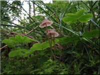 Purpurschneidiger Blut-Helmling - Mycena sanguinolenta