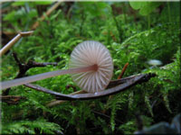 Purpurschneidiger Blut-Helmling - Mycena sanguinolenta