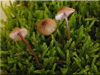 Purpurschneidiger Blut-Helmling - Mycena sanguinolenta