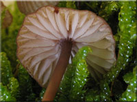 Purpurschneidiger Blut-Helmling - Mycena sanguinolenta