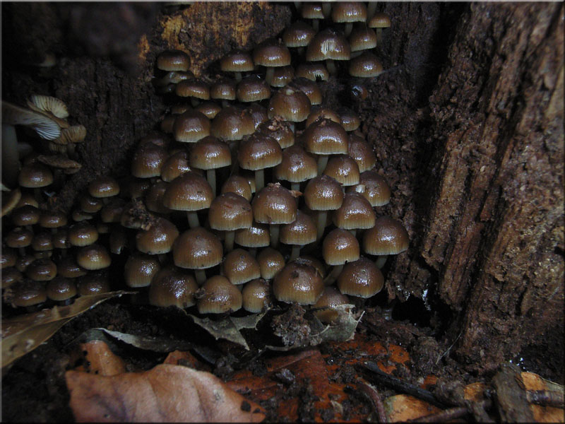 Winter-Helmling - Mycena tintinnabulum