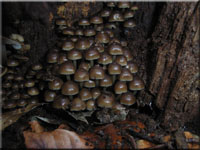 Winter-Helmling - Mycena tintinnabulum