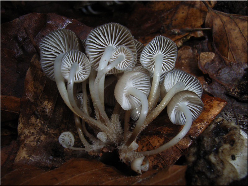 Winter-Helmling - Mycena tintinnabulum