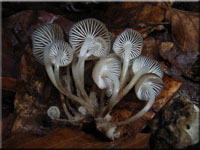 Winter-Helmling - Mycena tintinnabulum