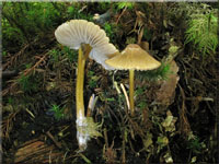 Grnschneidiger Helmling - Mycena viridimarginata