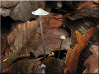 Zäher Faden-Helmling - Mycena vitilis