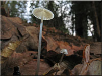 Zher Faden-Helmling - Mycena vitilis