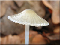 Zher Faden-Helmling - Mycena vitilis