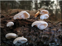 Milder Zwergknueling - Panellus mitis