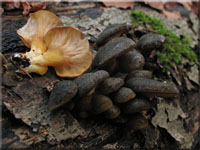 Gelbstieliger Muschelseitling - Sarcomyxa serotina