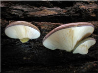 Gelbstieliger Muschelseitling - Sarcomyxa serotina