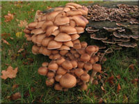 Nördlicher Hallimasch - Armillaria borealis