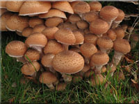 Nrdlicher Hallimasch - Armillaria borealis