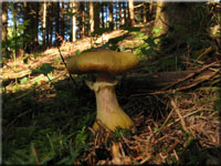 Wandelbarer Hallimasch - Armillaria gallica