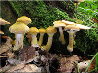 Wandelbarer Hallimasch - Armillaria gallica