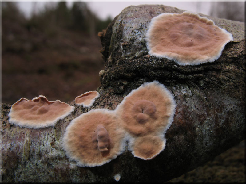Ablsender Rindenschwamm - Cylindrobasidium laeve