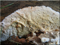 Ablsender Rindenschwamm - Cylindrobasidium laeve