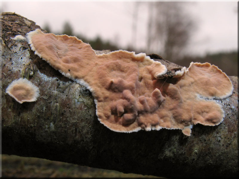 Ablsender Rindenschwamm - Cylindrobasidium laeve