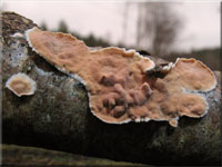 Ablsender Rindenschwamm - Cylindrobasidium laeve